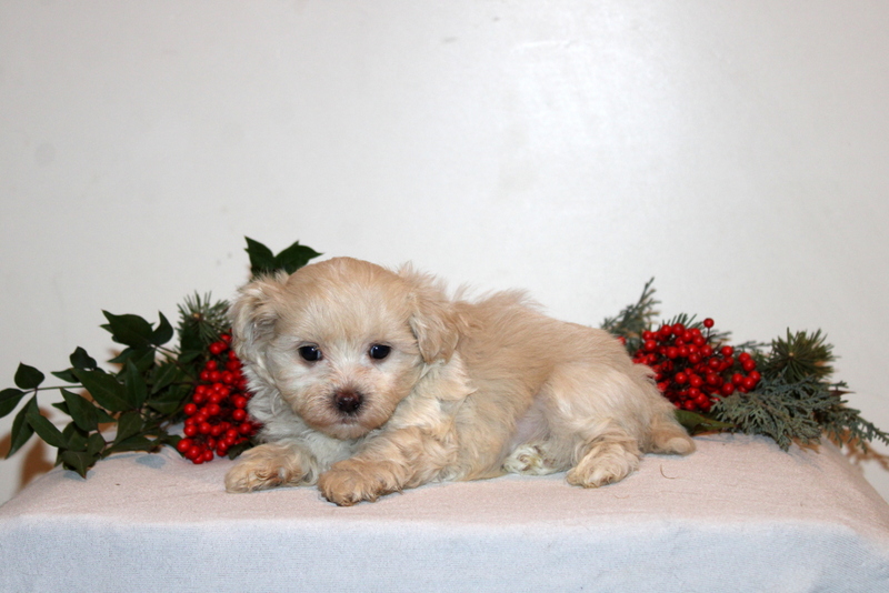 puppy, for, sale, Maltipoo, Matthew B. Stoltzfus, dog, breeder, Gap, PA, dog-breeder, puppy-for-sale, forsale, nearby, find, puppyfind, locator, puppylocator, aca